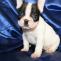 HOME - Diamond puppies for sale