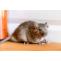 Pest Control for Rats & Mice Nairobi