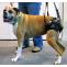 Mobility Harnesses Using For Your Dog