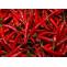 Fresh red chilli Pramoda Exim Corporation