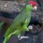 HOME - samantha parrotstore