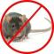 Rat &amp; Rodent Control Services in Chandigarh, Panchkula, Mohali, Zirakpur, Patiala, Ludhiana | 9888995920