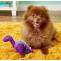 Dog Toys For Small Breeds
