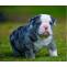English Bulldog Puppy-Lenna | English Bulldog puppies for sale