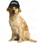 Dog Security Services, Security Dogs, Security Dog Patrol-Petsfolio