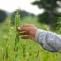 Sesame Seeds Origin and Cultivation - HL Agro