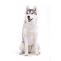 How Much is it Worth For pet shop in Lucknow near me