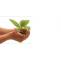 Some Tips From Indoor Plants Hire For Care Indoor Plants by luwasa Blog entry