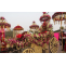 Best Wedding Bands In Delhi | Top Wedding Bands Near Me | bandbaja wale and Ghodi wala | Band Services for Barat | WedEye