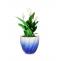 Peace Lily in Mix Blue Twisted Grace Pot