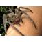 Spiders - Frequently Asked Questions | Pest Quit