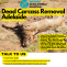 Dead Carcass Removal Adelaide