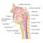  Laryngeal and Hypopharyngeal Cancer Treatment in India