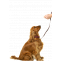 Dog Training Services | Pet Training Services | Dog Trainers - Petsfolio