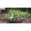 Rubbish and Garden Clearance: Complete guide to garden waste clearance &#8211; Rubbish and Garden Clearance &#8211; London &amp; Surrey