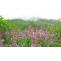 Valley of Flowers India National Park Trekking And Tourism Guide 2023