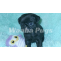 Waabapugs puppies breeder | Waaba-Pugs puppy breeder