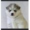 Pomsky puppy-Perry | Pomsky Puppies for sale | buy pomsky puppies