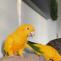 Home - Pet Bird Breeders