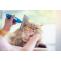 Cat Grooming Dubai - Kittys Zone