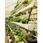 Why hydroponic farms are trending