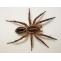 Spiders - Frequently Asked Questions | Pest Quit