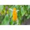 Shrimp Plants- A Best Growing And Caring Guide