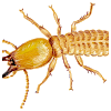 Gurgaon Termite Control's picture