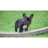 Toriquel123's picture